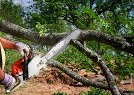 Professional Tree Services in Wallington, NJ