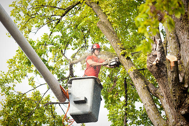 How Our Tree Care Process Works  in  Wallington, NJ